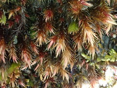 Orthothecium rufescens