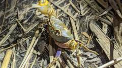 Nanhaipotamon formosanum