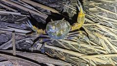 Nanhaipotamon formosanum