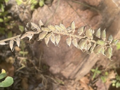 Tephrosia zoutpansbergensis
