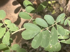 Tephrosia zoutpansbergensis