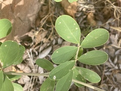 Tephrosia zoutpansbergensis