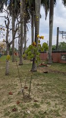 Cochlospermum religiosum