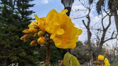 Cochlospermum religiosum