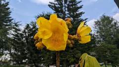 Cochlospermum religiosum