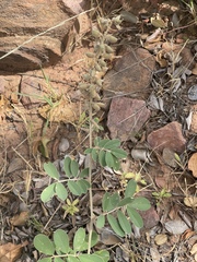 Tephrosia zoutpansbergensis