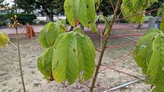 Cochlospermum religiosum