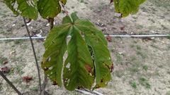Cochlospermum religiosum