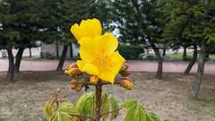 Cochlospermum religiosum