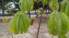 Cochlospermum religiosum