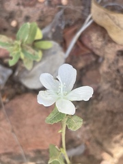 Pavonia leptocalyx