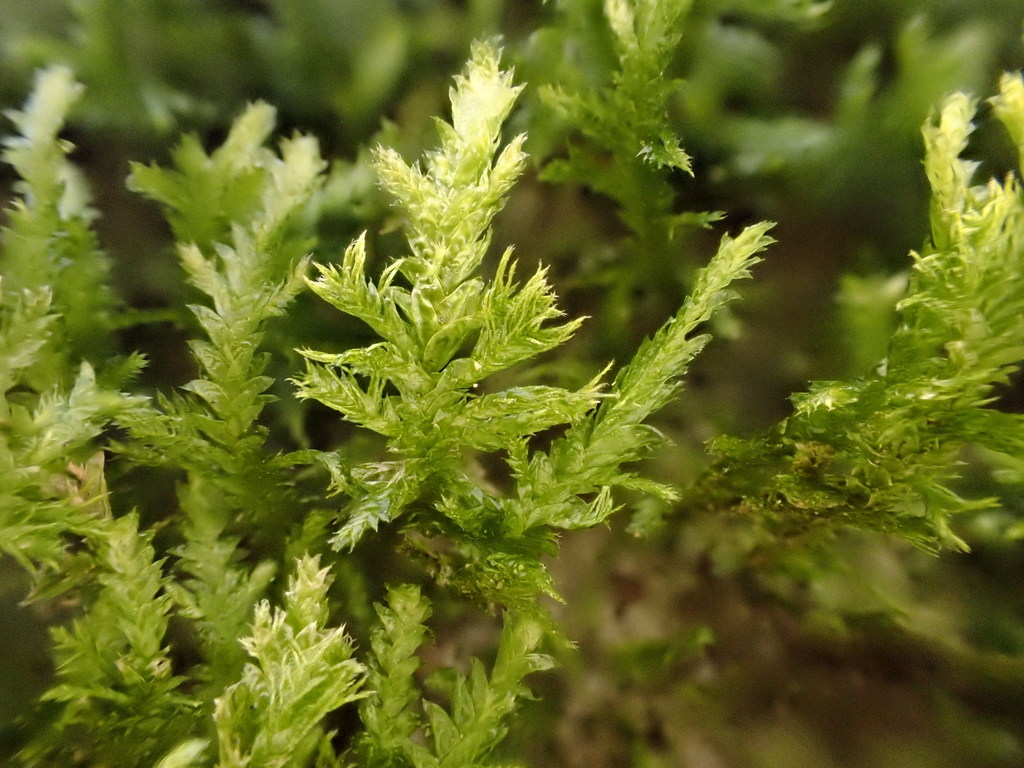 Dwarf Neckera