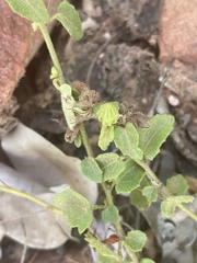 Pavonia leptocalyx