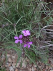 Erysimum linifolium
