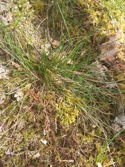 Festuca heterophylla