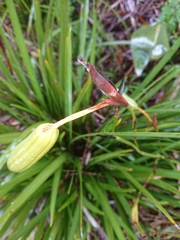 Irideae
