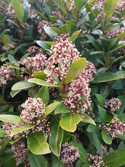 Skimmia