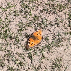 Nymphalis xanthomelas fervescens