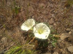 Calystegia collina