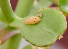 Talicada nyseus nyseus
