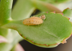 Talicada nyseus nyseus