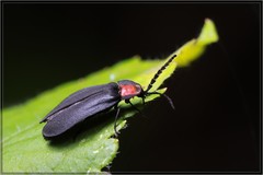 Pyrocoelia formosana