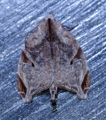 Androlymnia torsivena