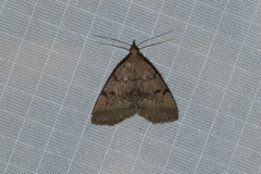 Zanclognatha dentata