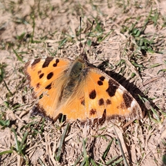 Nymphalis xanthomelas fervescens