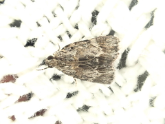 Lepidoptera