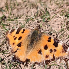 Nymphalis xanthomelas fervescens