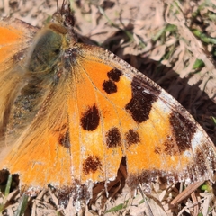 Nymphalis xanthomelas fervescens