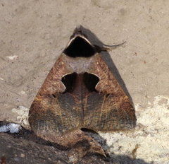 Anoba atriplaga