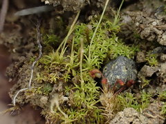 Streblotrichum enderesii