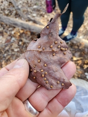 Dasineura communis