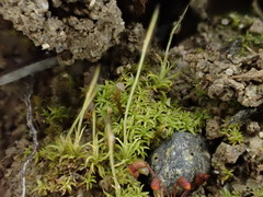 Streblotrichum enderesii