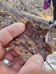 Dasineura communis