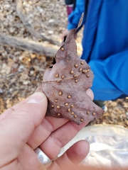 Dasineura communis