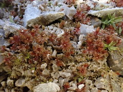 Ptychostomum pallens