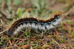 Malacosoma franconicum