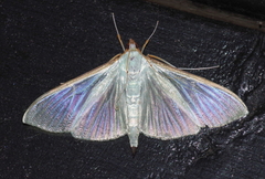 Stemorrhages sericea