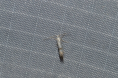 Argyresthia thuiella