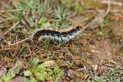 Malacosoma franconicum