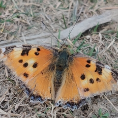 Nymphalis xanthomelas fervescens