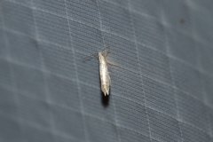 Argyresthia thuiella