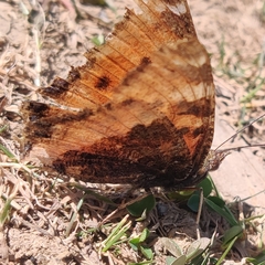 Nymphalis xanthomelas fervescens