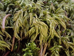 Brachythecium tommasinii