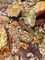 Wushan Salamander photo 3