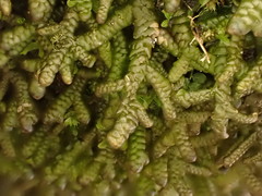 Porella arboris-vitae