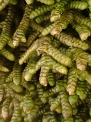Porella arboris-vitae